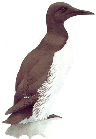 GUILLEMOT (breeding plumage) 