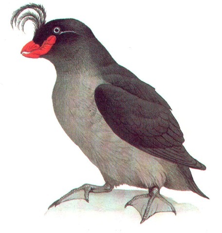 CRESTED AUKLET 