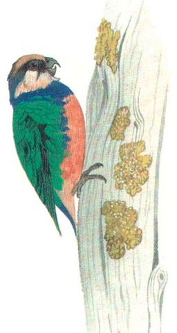 RED-BREASTED PYGMY PARROT 
