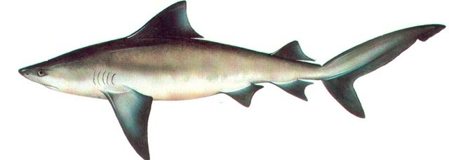 BULL SHARK  