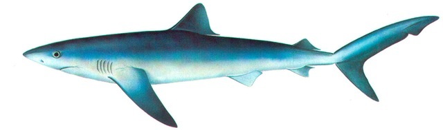 BLUE SHARK 