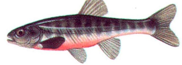 MINNOW (breeding male) 