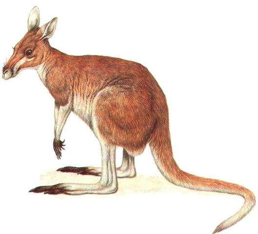 RED KANGAROO 