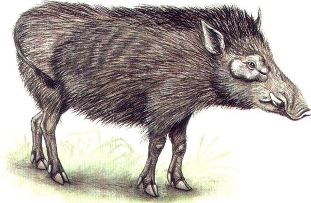 GIANT FOREST HOG (male) 