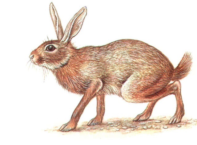 VTAL RED HARE 