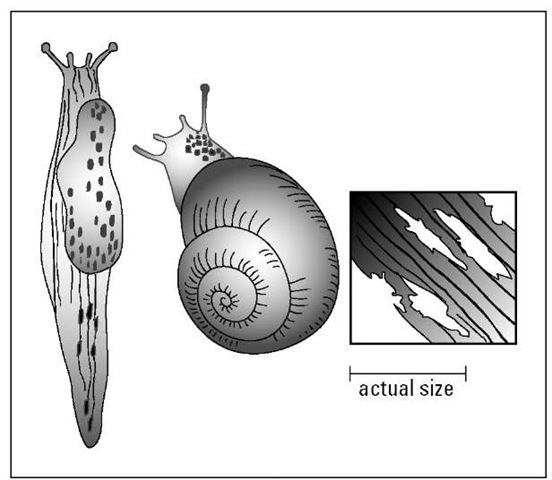 Snails and slugs eat holes in flowers and leaves at night. 