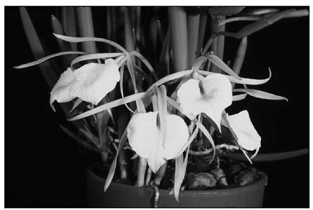 Brassavola nodosa is often recommended as a beginner's orchid because of its ease of culture. 