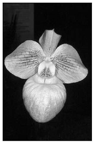 Paphiopedilum Fumi's Delight is a popular primary hybrid. 