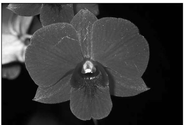 The Dendrobium phalaenopsis flower looks much like a phalaenopsis orchid.