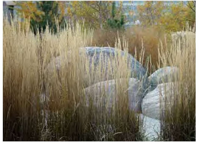 Julie Messervy's design for Toronto's Music Garden reclaims and enlivens another urban waterfront that had once succumbed to industrial neglect. It includes both generous sweeps and intimate spaces, employing grasses and real stone to bring a bold dynamic within reach of new urban residential development. Here feather-reedgrass, Cala-magrostis xacutiflora 'Karl Foerster' (foreground), and switchgrass, Panicum virgatum (background), create a gentle enclosure. 