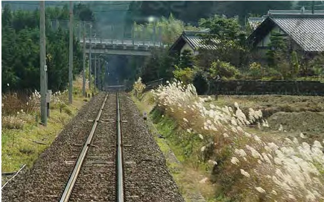 Miscanthus sinensis brightens the trackside landscape in this photograph taken through the front window of a moving train heading toward Takayama in the Japanese Alps. This is a perfect example of a native plant as opportunist. The miscanthus is an integral part of the local ecology, commonly growing along the sunny banks ofthe nearby river. If we recognize the river margin as the natural habitat of this grass, then what do we say about the miscanthus on the right-of-way, which is clearly an artificial habitat (resulting from deliberate human activity) if one makes such distinctions? The miscanthus is simply an adaptable plant taking advantage of suitable growing conditions. Is it an exotic here? Is it a harmful invasive? It's a weed from the perspective of railroad management. What would qualify as the native flora of a railroad right-of-way? Ifwe're willing to update our definitions we can avoid such semantic entanglement and simply say that the miscanthus is a local plant growing in a local habitat. On this afternoon I was content to enjoy the whole scene as a continuous garden. 