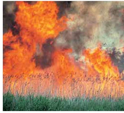 This isn't Kansas, and it isn't the tallgrass prairie, though it provides an approximation of what the prairie would have looked like ablaze. More than 30 feet (9 m) tall, flames are racing uncontrolled across Phragmites australis in the John Heinz National Wildlife Refuge at Tinicum one mile (1.6 km) from the Philadelphia airport. I took this photograph more than 100 yards (91 m) away from the fire, yet the heat was almost scorching. Induced by lighting and by North American Indian peoples, fire was an integral part of prairie ecology, and without it the prairie as we know it would never have existed. Unless a powerful limiting factor is present, such as fire or deep water, grasslands in areas of moderate rainfall usually revert to forest.  
