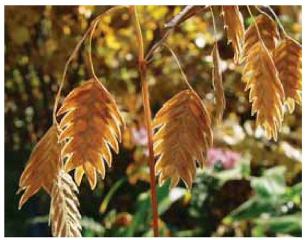 Suspended from the branches of an open panicle, the spikelets of wild-oat, Chasmanthium latifolium, are among the largest in the grass family. Each spikelet contains multiple florets.