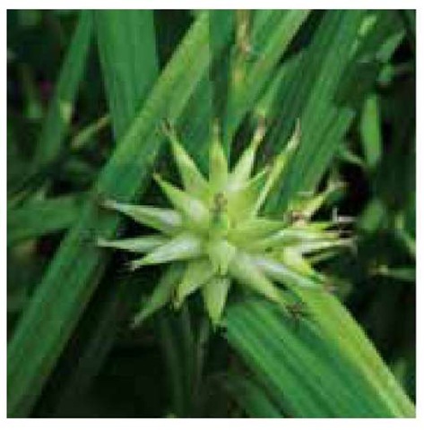 Gray's sedge, Carexgrayi, is also called mace sedge due to the macelike appearance of the clustered utricles that make up the female portion of each inflorescence.