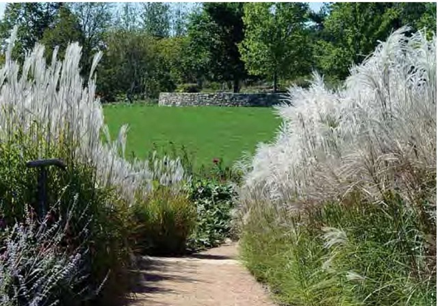 Four months later, in early October, the grasses have tripled in height and are now luminous and upright, literally defining the path. 