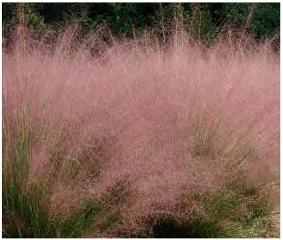 The color impact of pink muhly grass, Muhlenbergia capillaris, is unusual among grasses. Clouds of vibrant purple-pink flowering stalks are eye-arresting in early July in North Carolina. 
