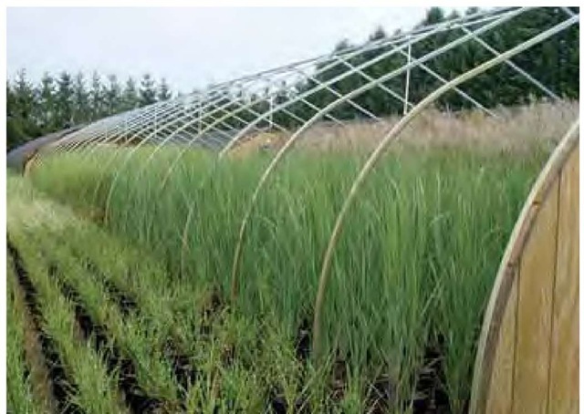 Production of landscape-sized container grasses at Pleasant Run Nursery in Allentown, New Jersey. 