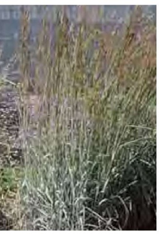 Andropogon 'Sanbi', a hybrid of A. gerardii and A. hallii marketed under the name Silver Sunrise™, is clearly the most upright, at the end of this research trial row at the University of Nebraska, Lincoln, in early August.