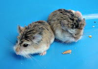 myHamsters014.jpg