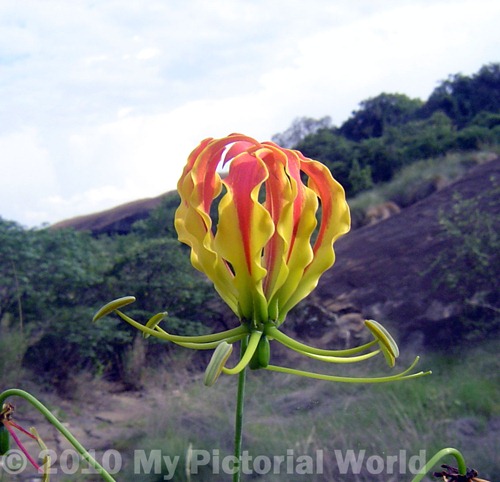 Flame Lily - Zimbabwe