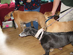 Sammy looking for goodies while bystanders wait to see if something is found.