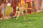 Sammy streaking down the grass (second photo)