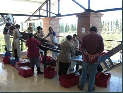 Hand Sorting at Achaval Ferrer