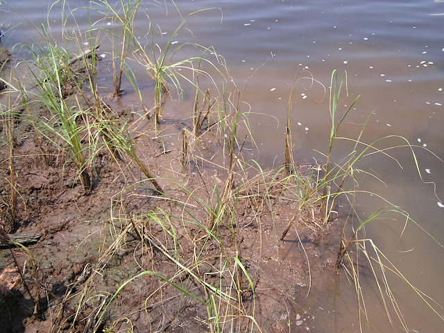 Newly planted wetland grasses
