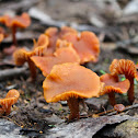 Vermillion waxcap