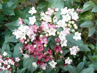 Viburnum tinus
