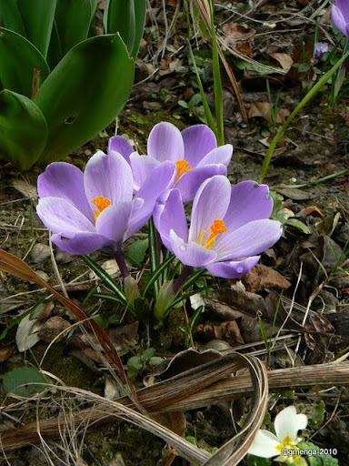 Crocus