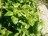Basilic grand vert