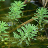 Myriophyllum aquaticum