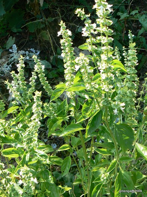 Basilic grand vert (  fleurs et graines )