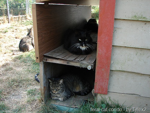 [feral cat housing[8].jpg]