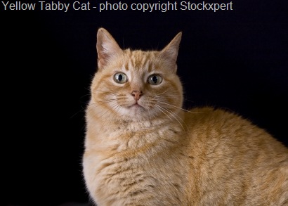 [yellow tabby cat[16].jpg]