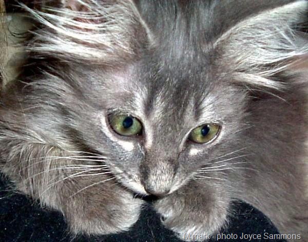[furby with M tabby marking[15].jpg]