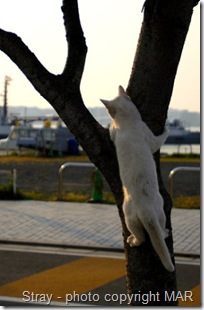 stray cat picture by MAR