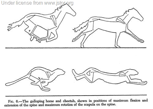 [spine flex in cheetah[16].jpg]