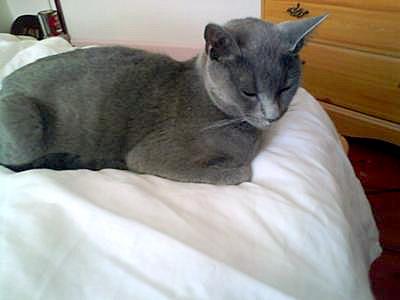 grey cat that looks like a Russian Blue or Korat