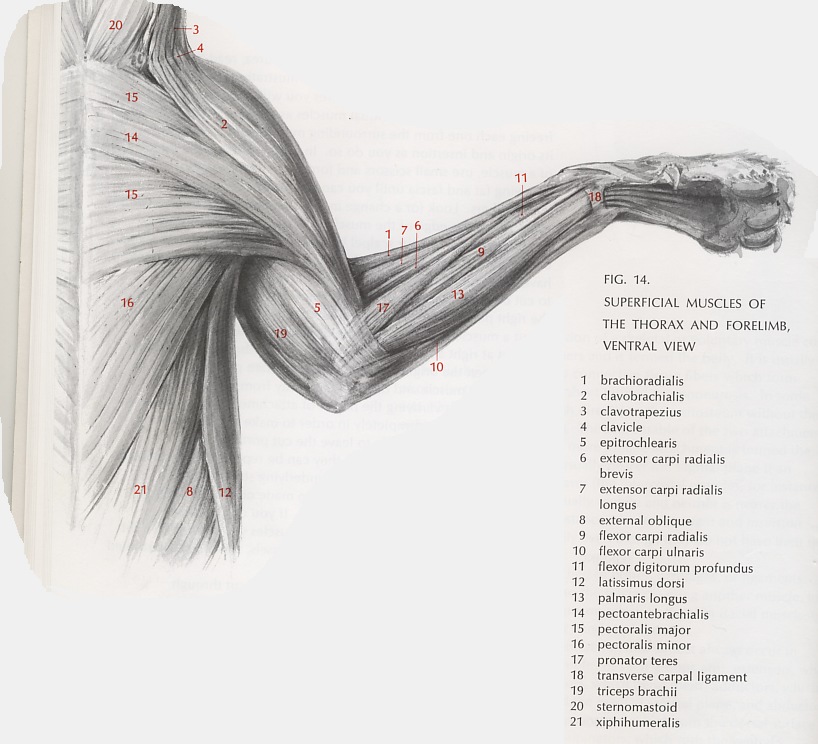 [forelimb and thorax muscles of a cat[3].jpg]