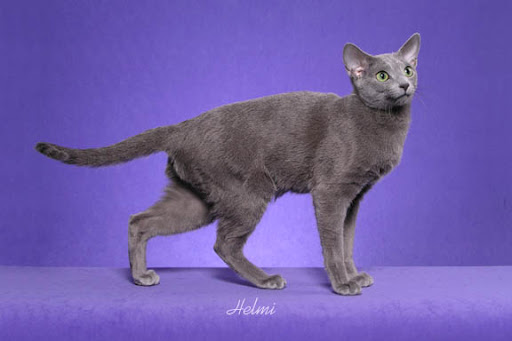 Russian Blue Cat. Russian Blue Cats - Your guide