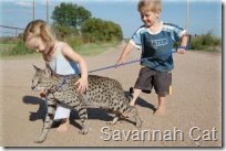 savannah cat