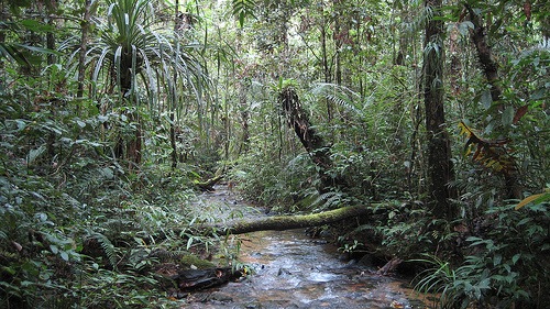 [indonesia-tropical-forest[2].jpg]
