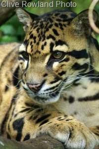 [clouded-leopard-henry[7].jpg]