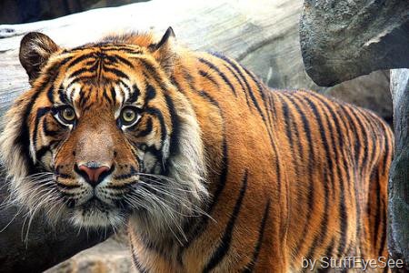 [sumatran-tiger-3[4].jpg]