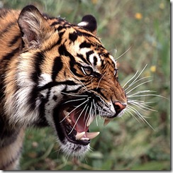 tiger roar presence