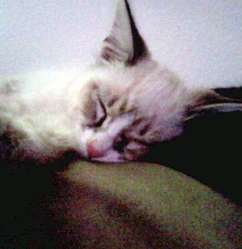 [moggie-cat-1[4].jpg]