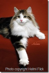Norwegian Forest Cat Gustav