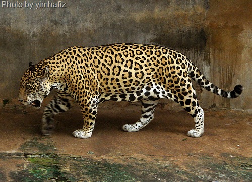 [jaguar cat[6].jpg]